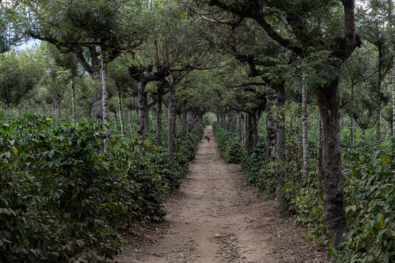 Santa Clara Estate, Guatemala - Filter Roast