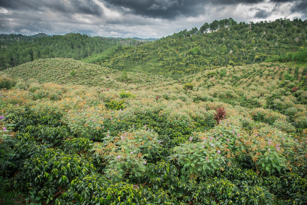 Santa Isabel Estate, Guatemala - Filter Roast