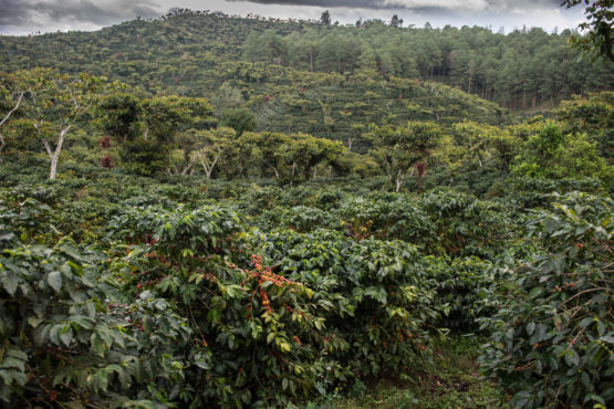 Santa Isabel Estate, Guatemala - Filter Roast