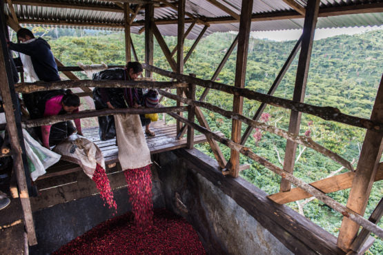 Santa Isabel Estate, Guatemala - Filter Roast