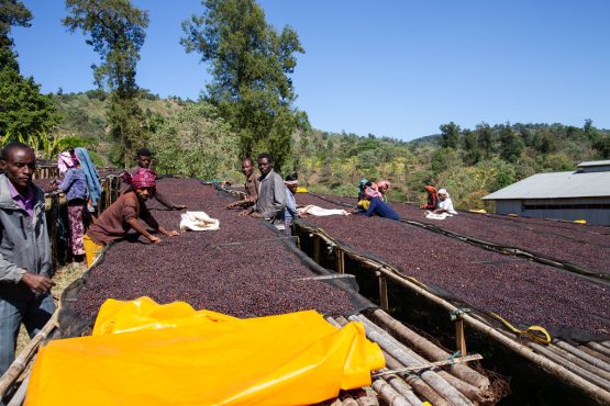 ONLINE STORE CLOSED - ANY ORDERS PLACED WILL SHIP 06/01/25 - Hadeso, Ethiopia - Filter Roast