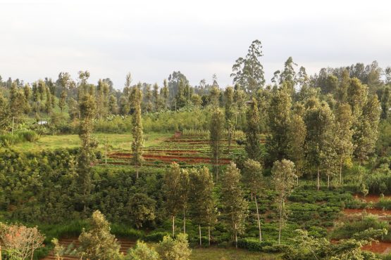 Kagumoini, Kenya - Filter Roast